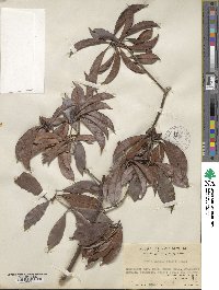 Rhododendron henryi image