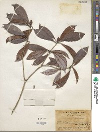 Rhododendron henryi image