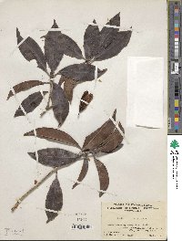 Rhododendron henryi image