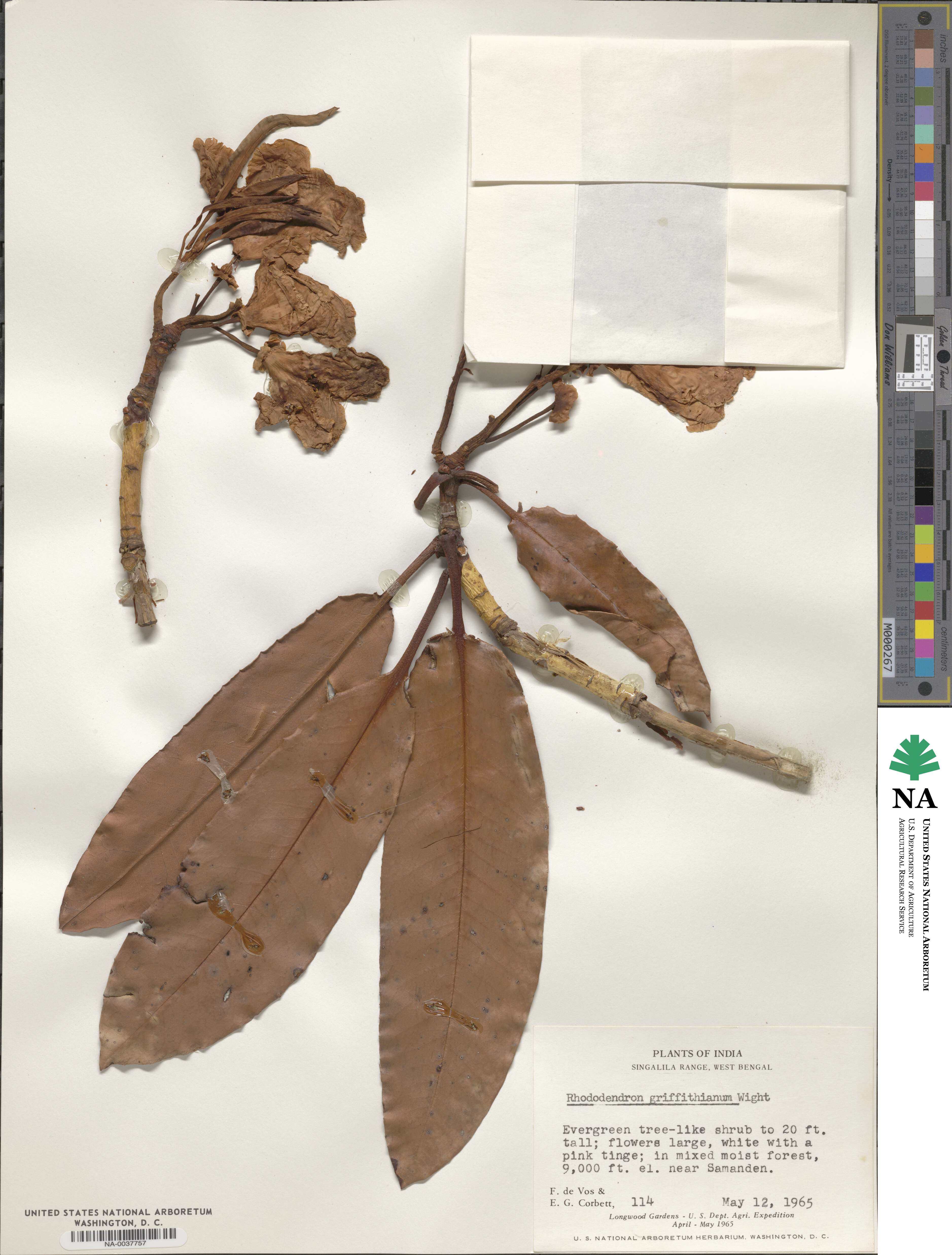 Rhododendron griffithianum image