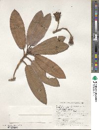 Rhododendron griffithianum image