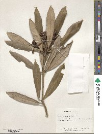 Rhododendron formosanum image