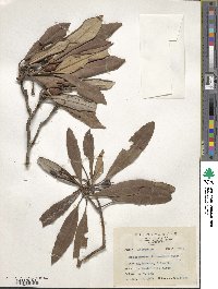 Rhododendron formosanum image