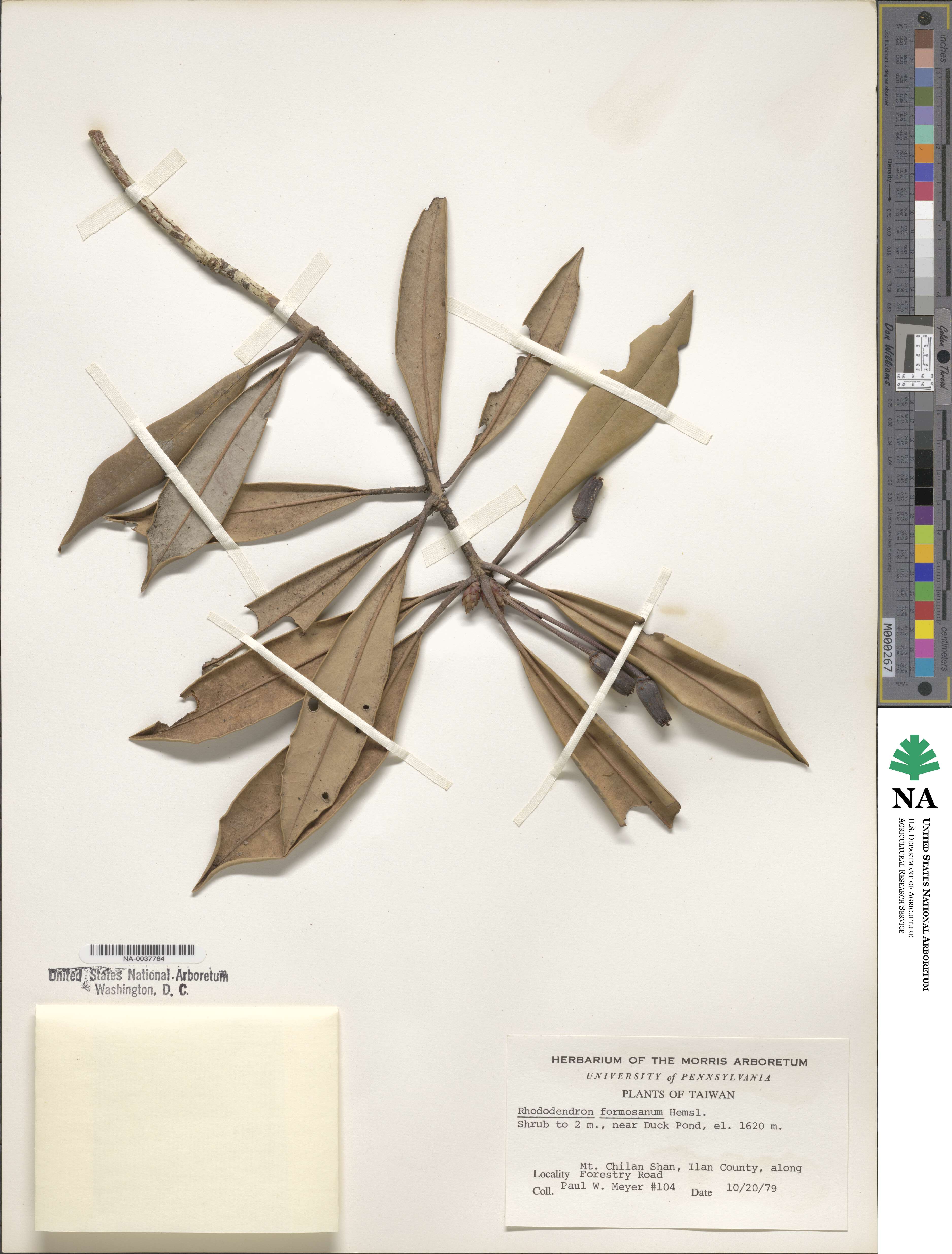 Rhododendron formosanum image