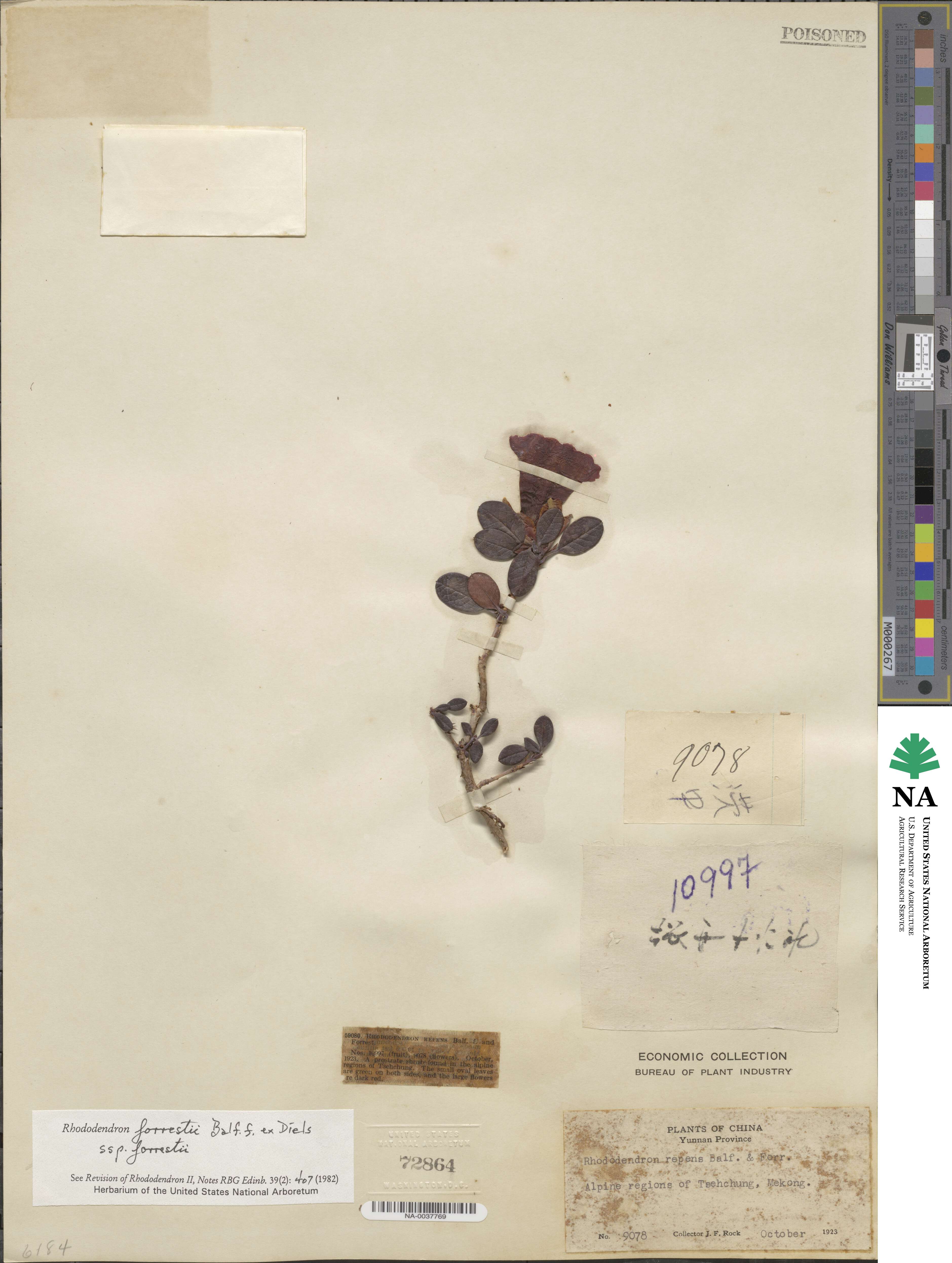 Rhododendron forrestii subsp. forrestii image