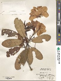 Rhododendron fortunei image