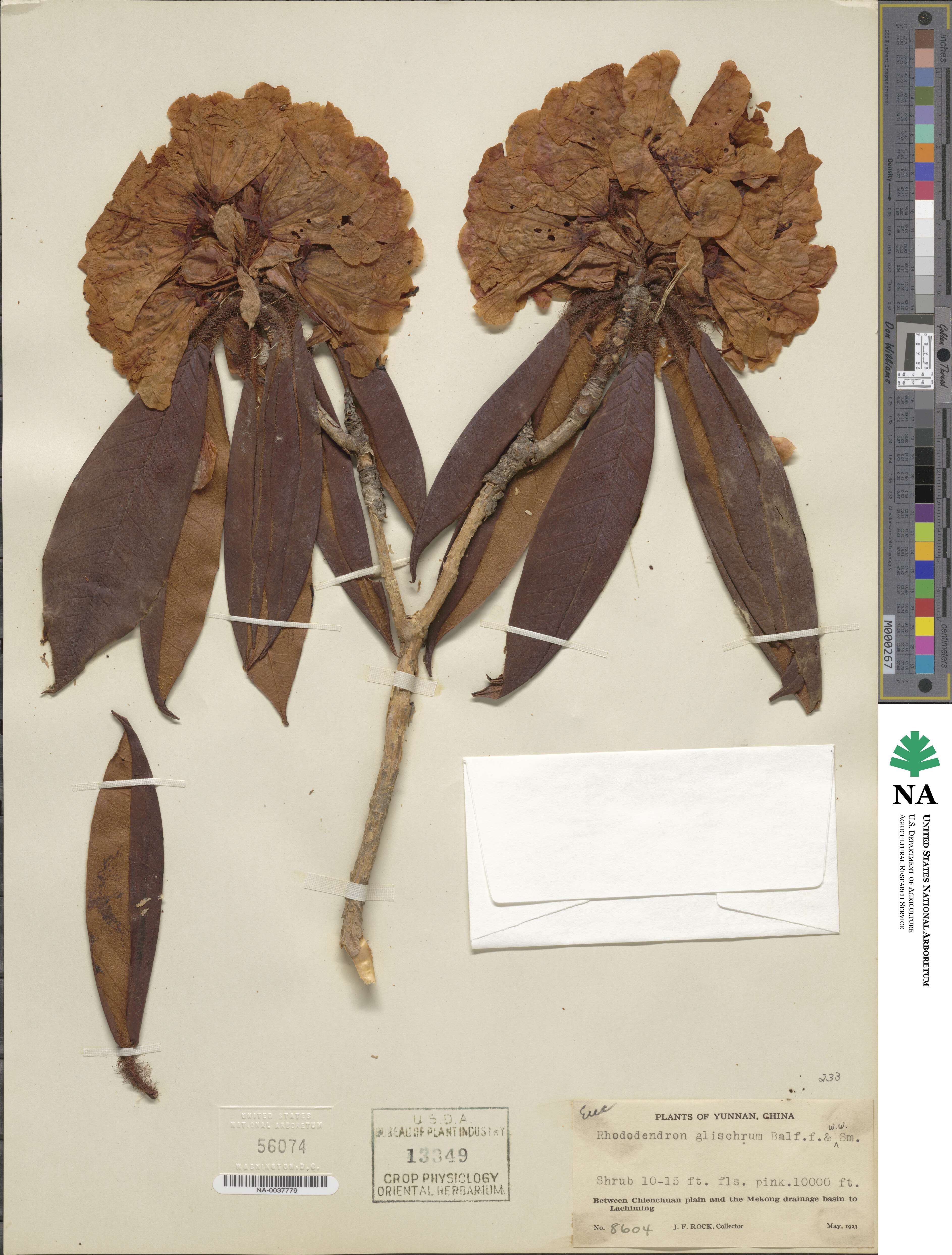 Rhododendron glischrum image