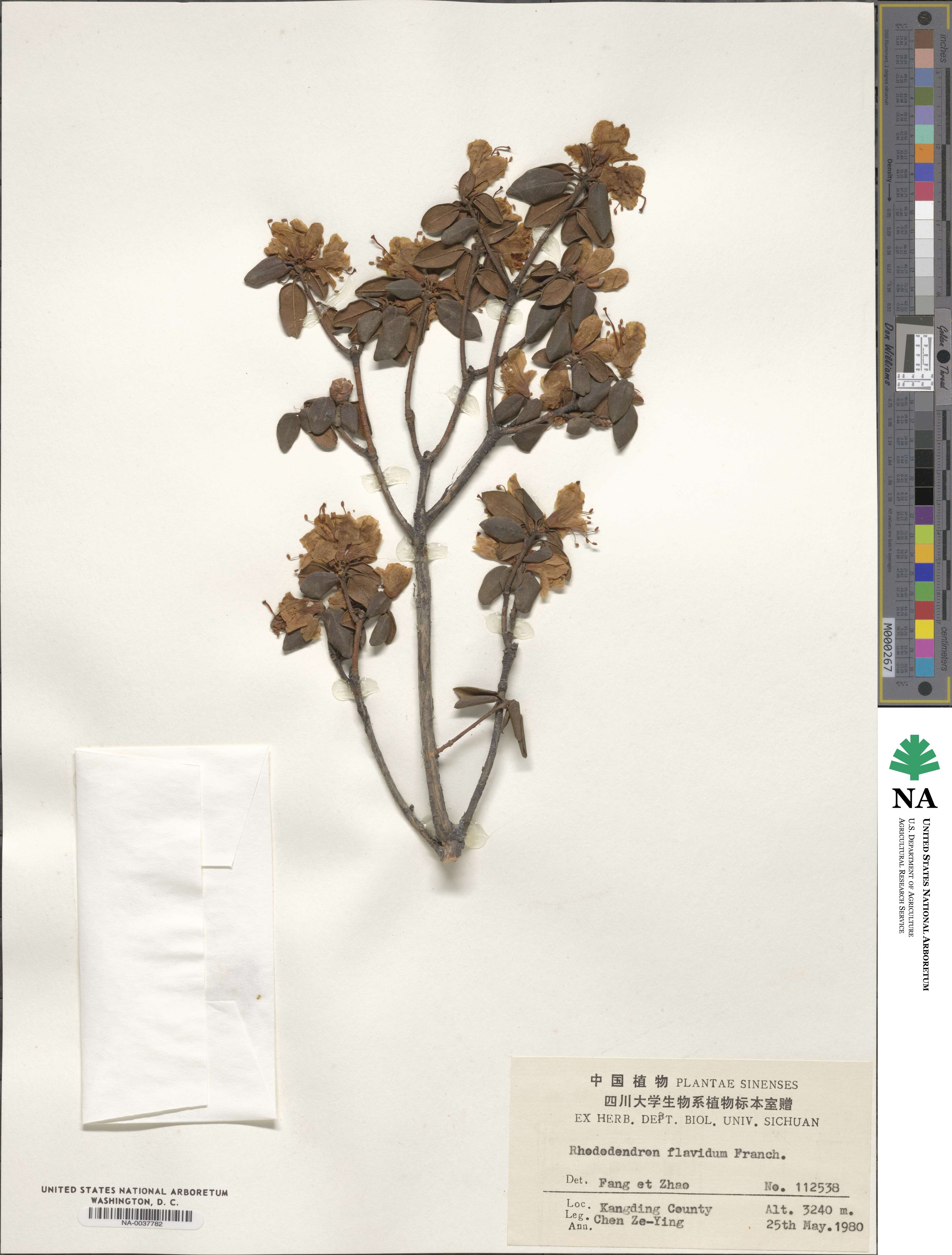 Rhododendron flavidum image