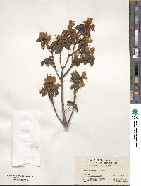 Rhododendron flavidum image