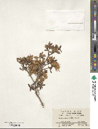 Rhododendron flavidum image