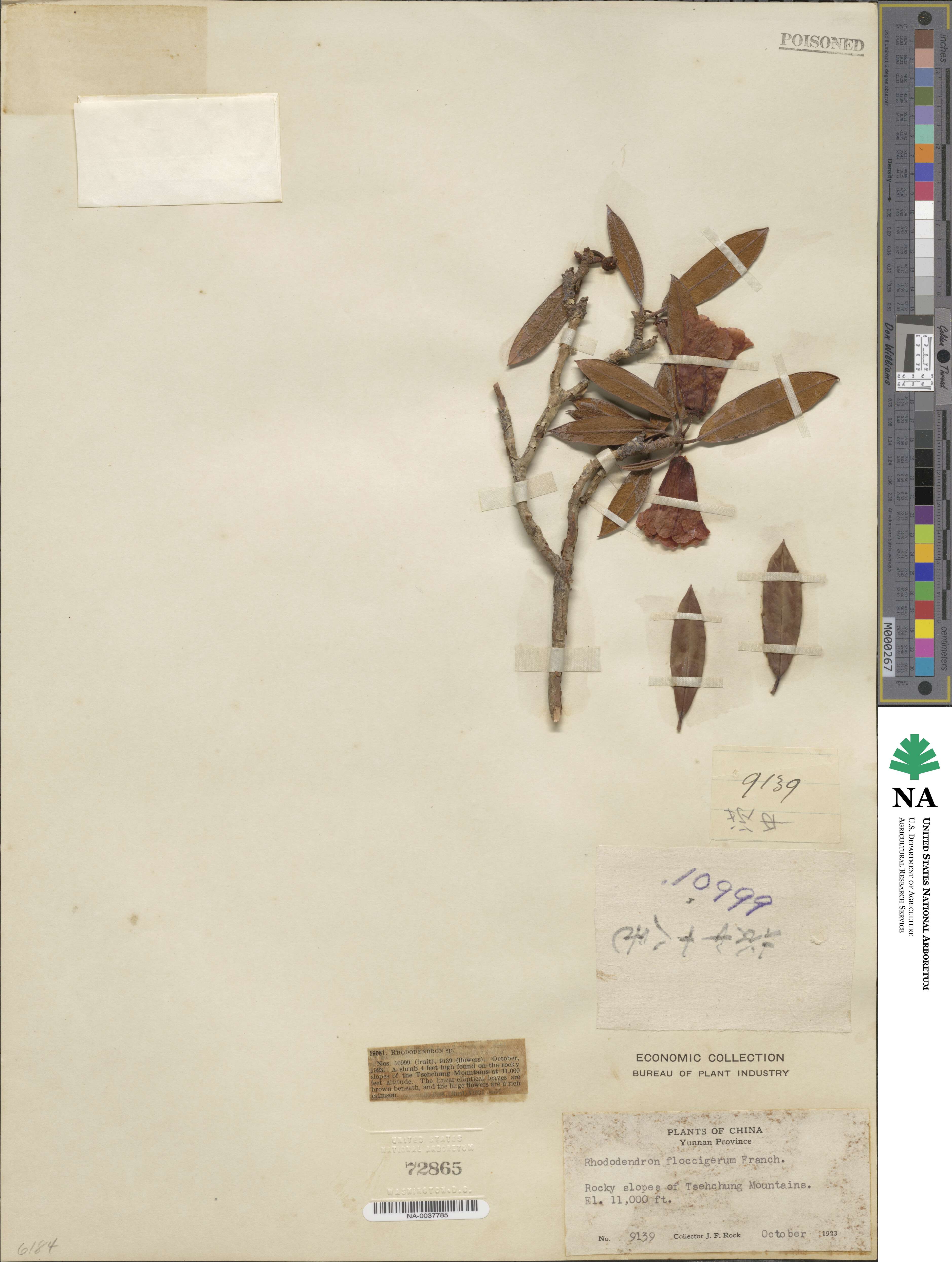 Rhododendron floccigerum image