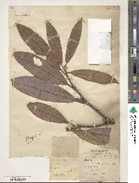 Rhododendron floribundum image