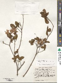 Rhododendron kaempferi image