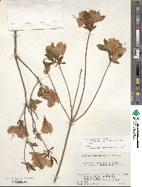 Rhododendron kaempferi image