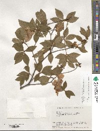 Rhododendron kaempferi image