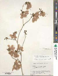 Rhododendron kaempferi image