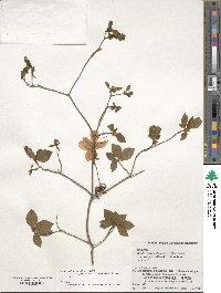 Rhododendron kaempferi image