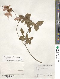 Rhododendron kaempferi image