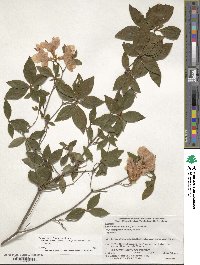 Rhododendron kaempferi image