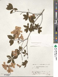 Rhododendron kaempferi image