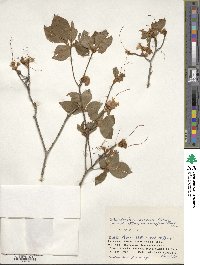 Rhododendron kaempferi image