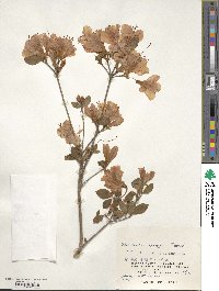 Rhododendron kaempferi image