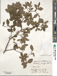 Rhododendron kaempferi image