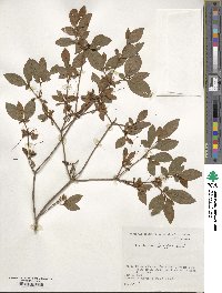 Rhododendron kaempferi image