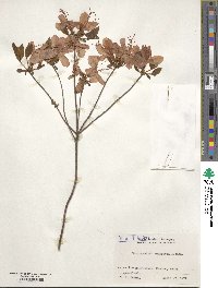 Rhododendron kaempferi image