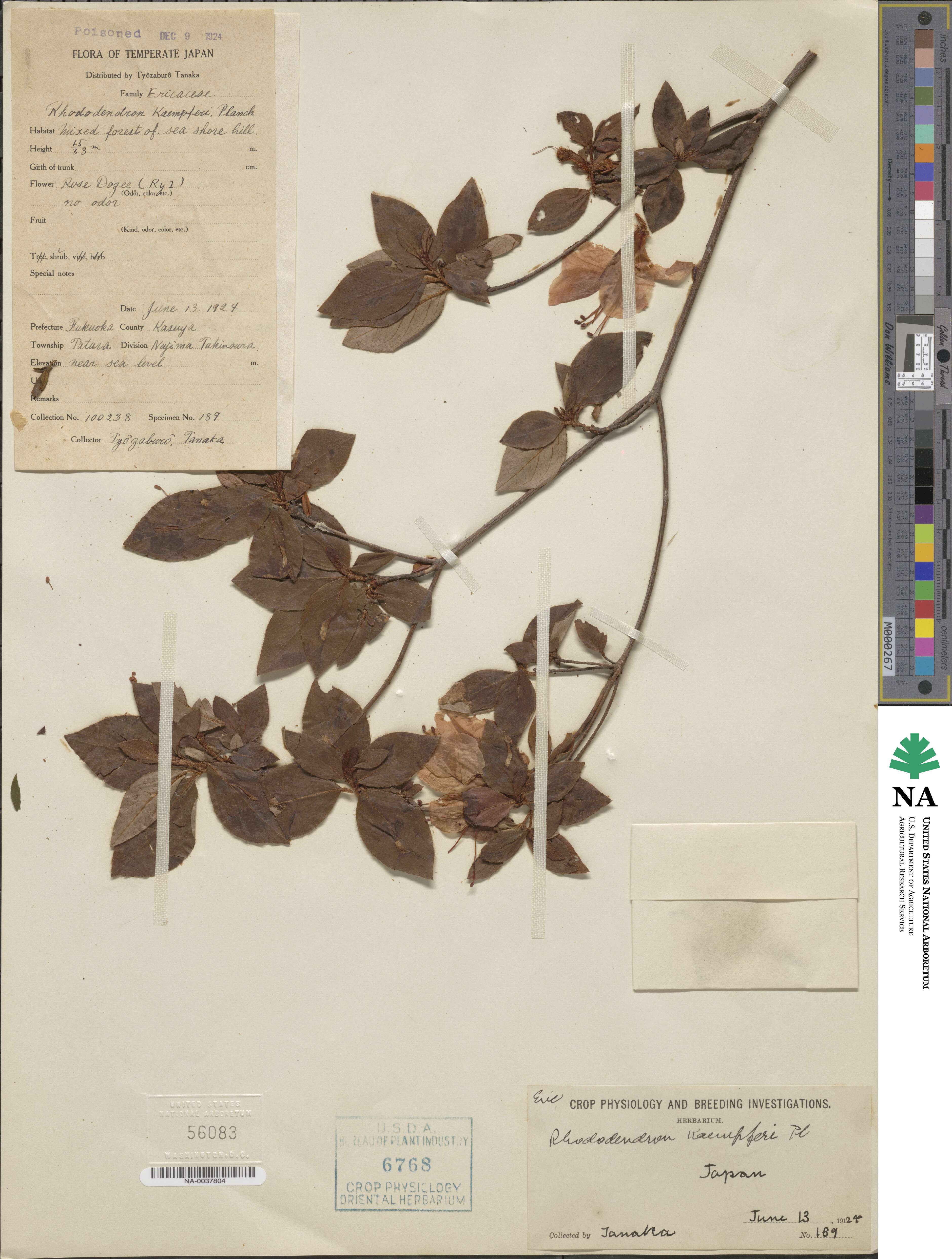 Rhododendron kaempferi image