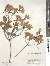 Rhododendron kaempferi image