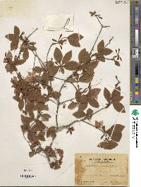 Rhododendron kaempferi image