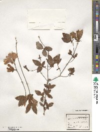 Rhododendron kaempferi image