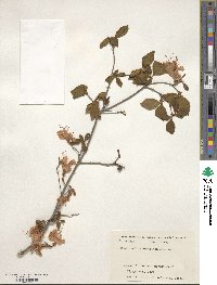 Rhododendron kaempferi image