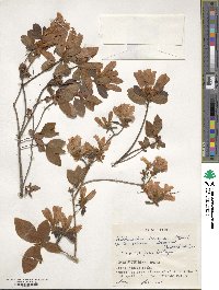 Rhododendron kaempferi image