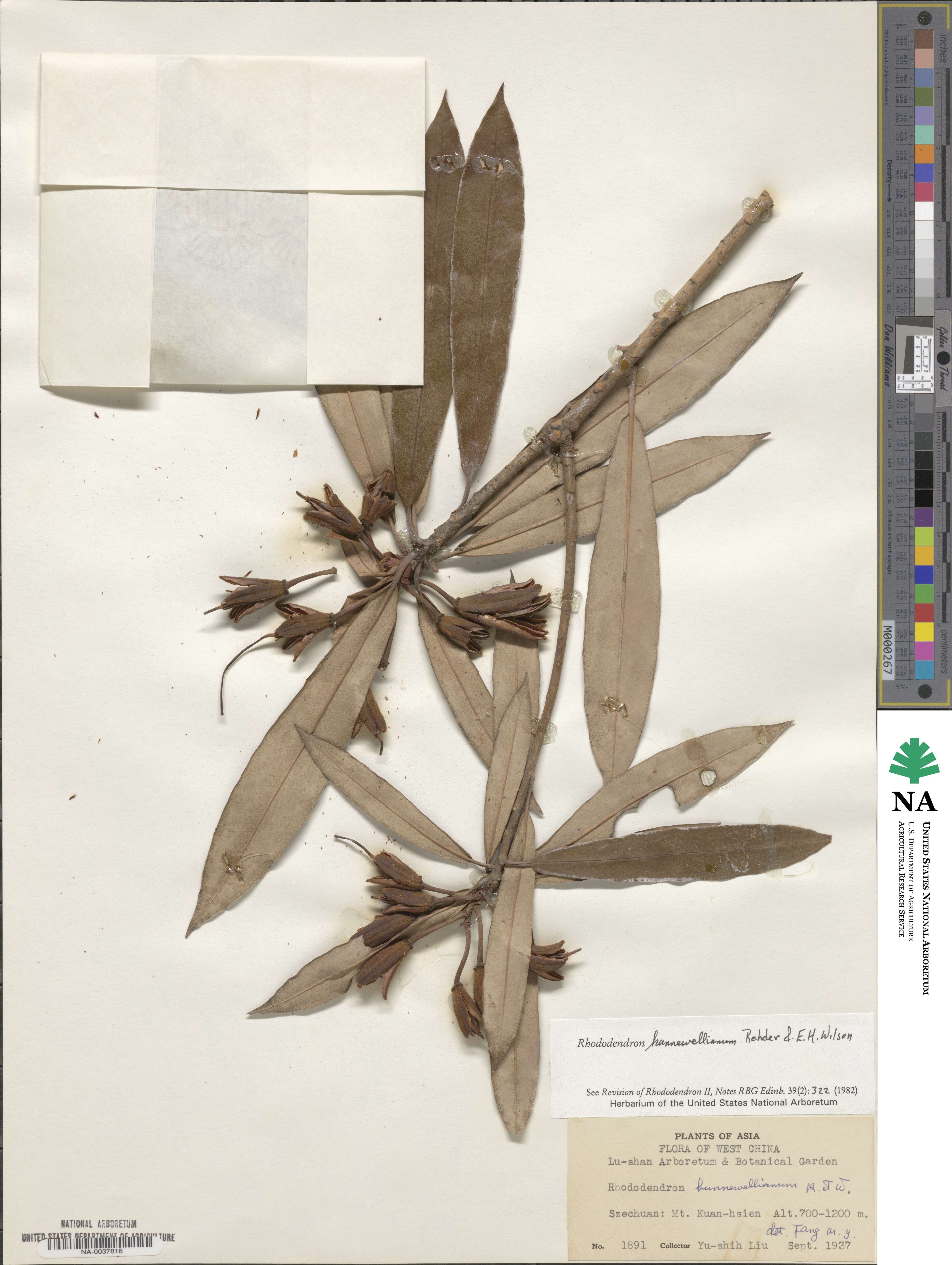 Rhododendron hunnewellianum image