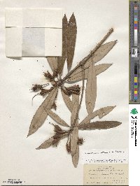 Rhododendron hunnewellianum image