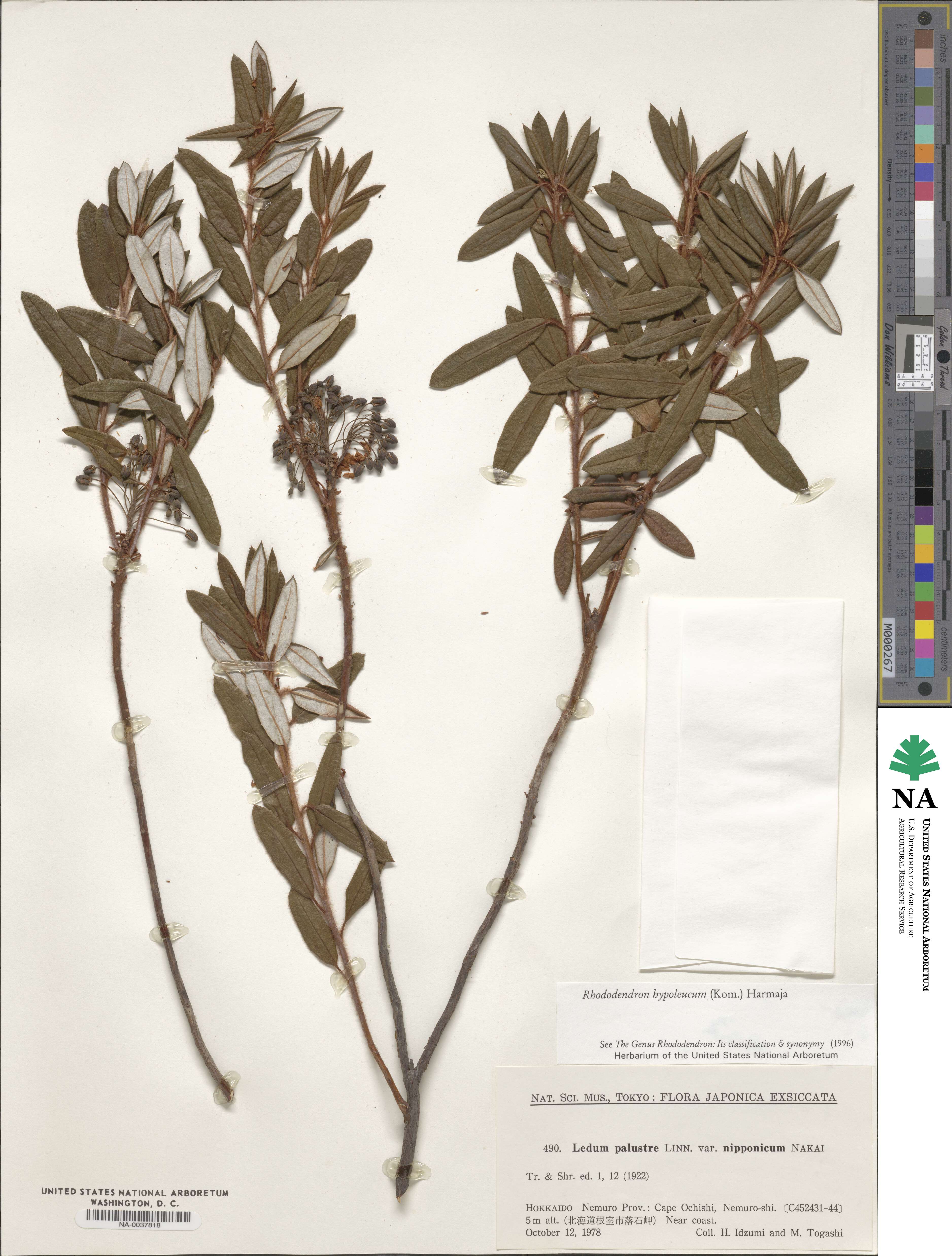 Rhododendron hypoleucum image