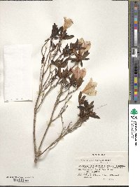 Rhododendron indicum image