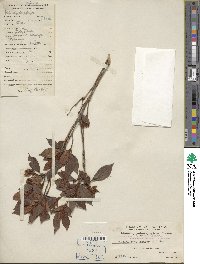 Rhododendron indicum image