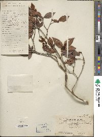 Rhododendron indicum image