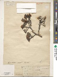 Rhododendron intricatum image