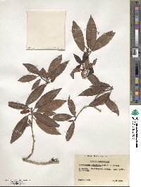 Rhododendron leptothrium image