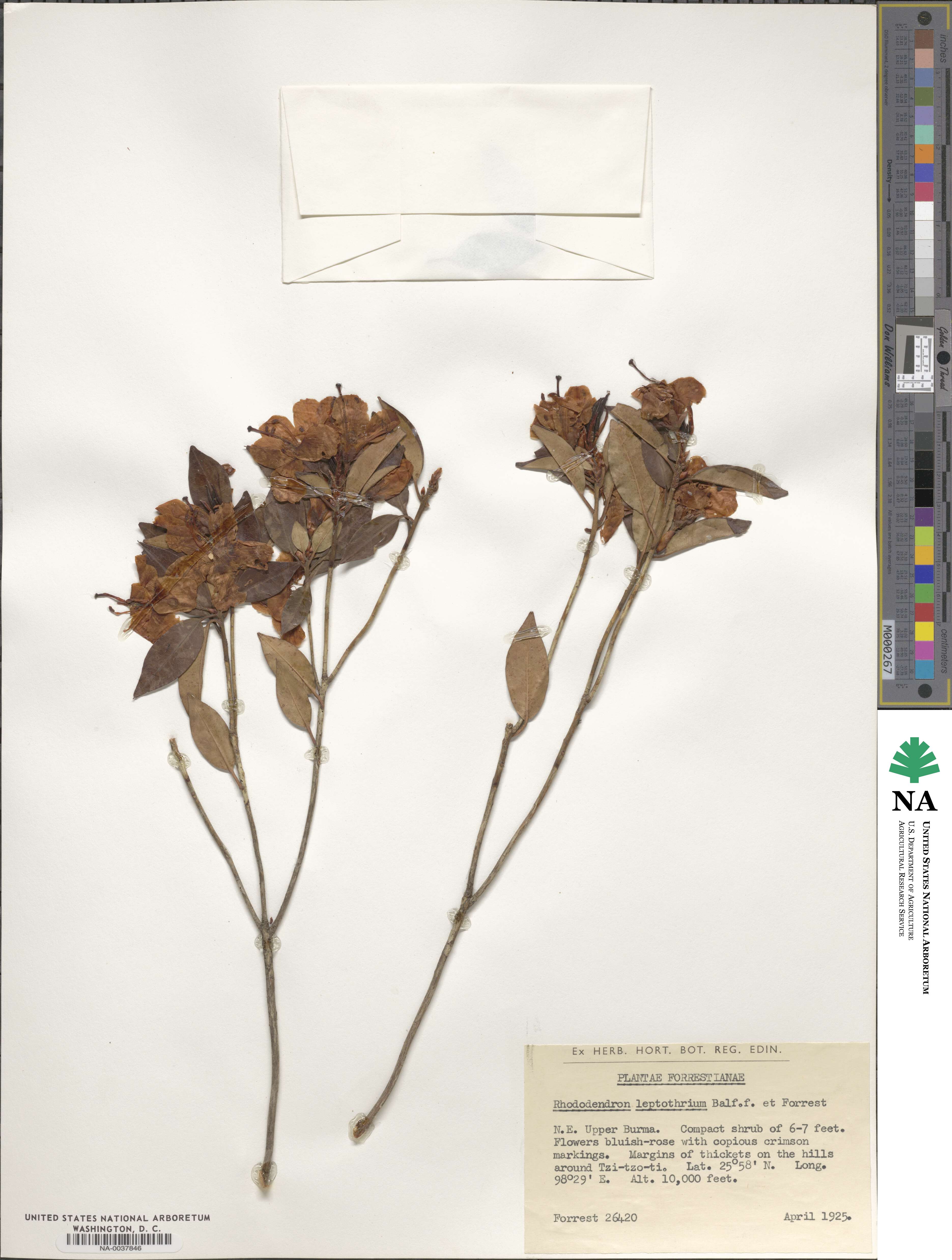 Rhododendron leptothrium image