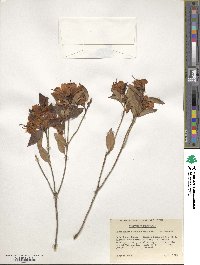 Rhododendron leptothrium image