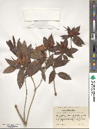 Rhododendron leptothrium image