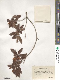 Rhododendron leptothrium image