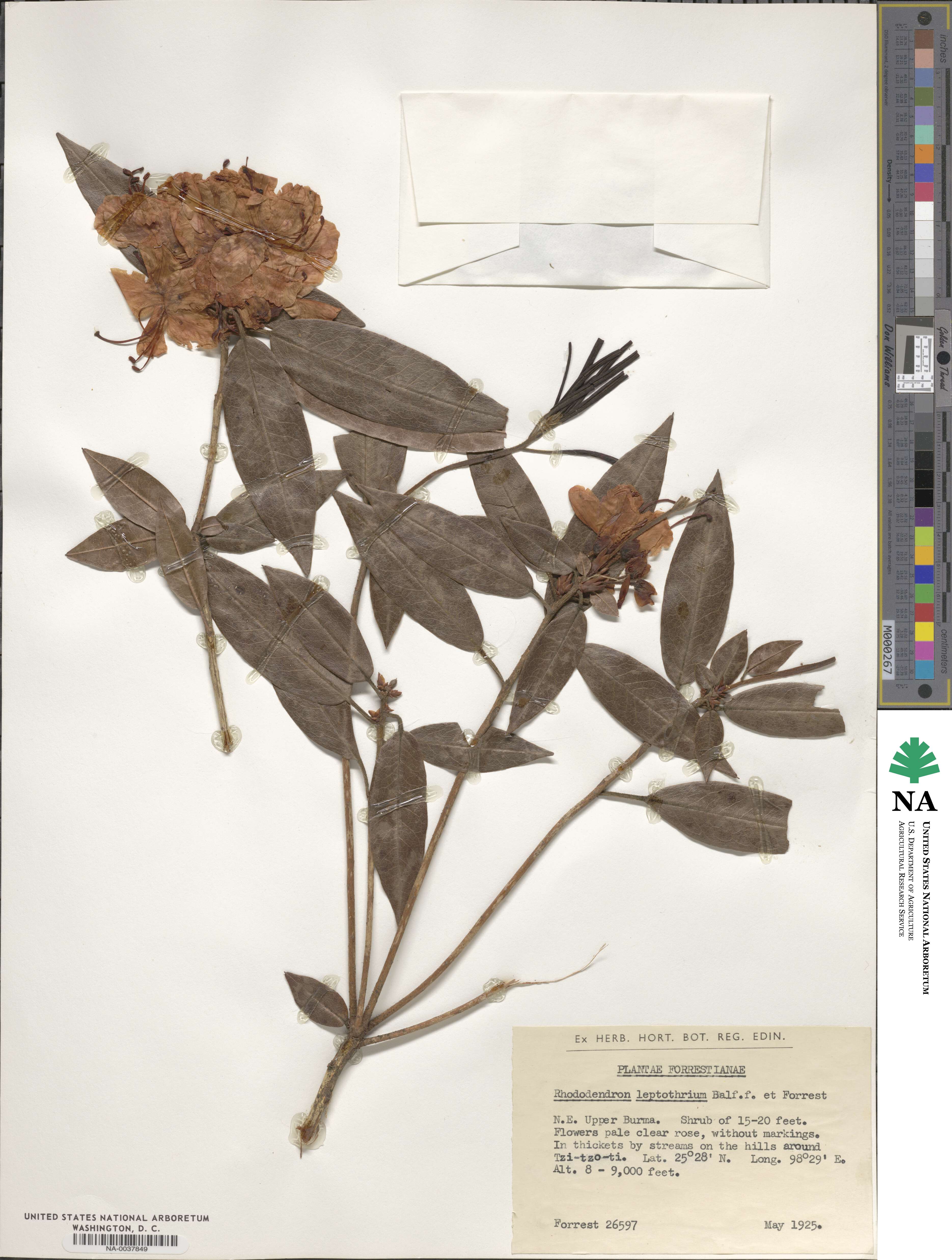 Rhododendron leptothrium image