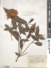 Rhododendron leptothrium image