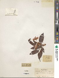 Rhododendron leptothrium image